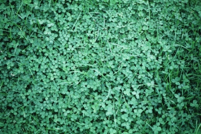 Picture of White Clover 'Aber Ace'